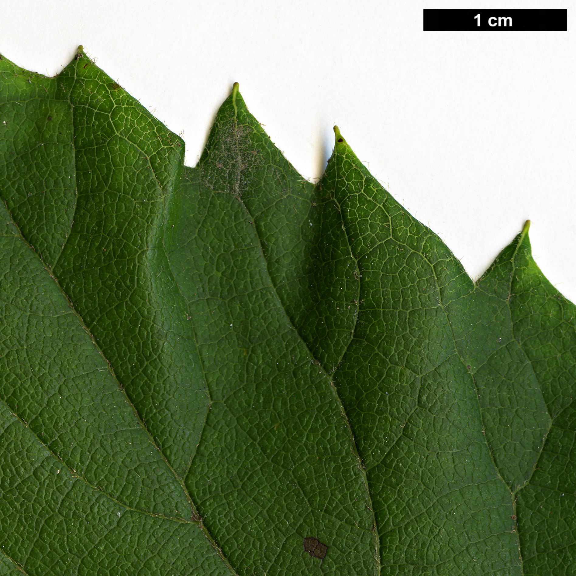 High resolution image: Family: Hydrangeaceae - Genus: Schizophragma - Taxon: hydrangeoides - SpeciesSub: f. quelpartensis